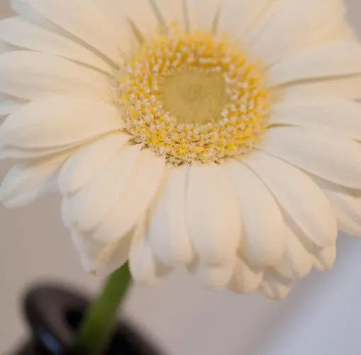 호텔 드 웨렐드